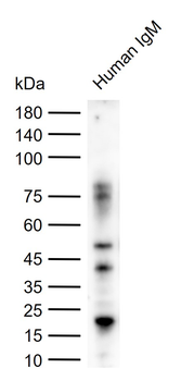 Goat Anti-Human IgM, HRP conjugated