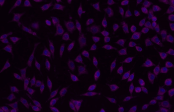 GPR49 Rabbit Polyclonal Antibody (PE-Cy5)