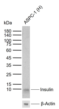 Insulin (1G11) Mouse Monoclonal Antibody