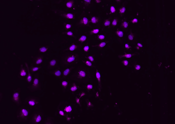 PPAR gamma Rabbit Polyclonal Antibody (Cy5)