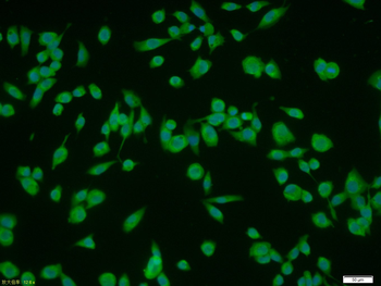 Paxillin Rabbit Polyclonal Antibody (FITC)