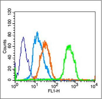 Phospho-PPAR Gamma (Ser112) Rabbit Polyclonal Antibody