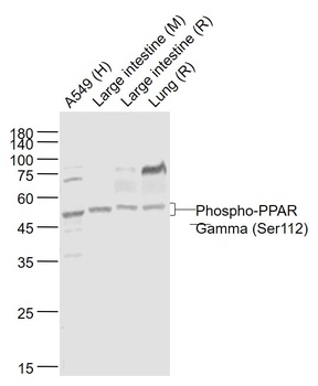 PPAR Gamma (phospho-ser112) antibody