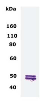 CNP Antibody