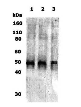 Delta Opioid Receptor Antibody