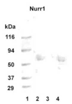 Nurr1 Antibody