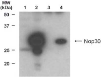 Nop30 Antibody