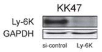 Ly-6k Antibody