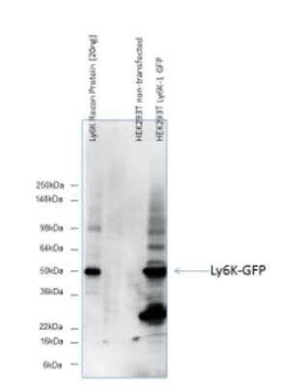 Ly-6k Antibody