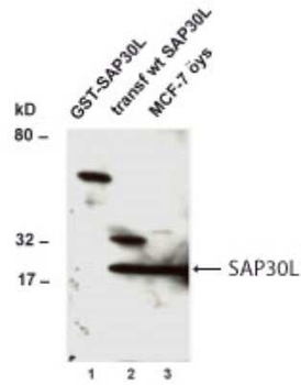 SAP30L Antibody