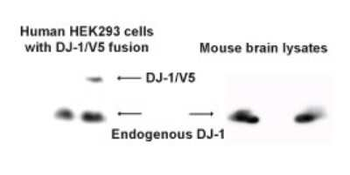 PARK7 Antibody