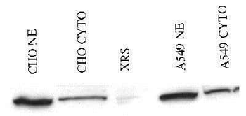 Ku80 Antibody