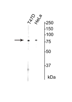 Ku80 Antibody