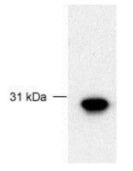 FBG4 Antibody