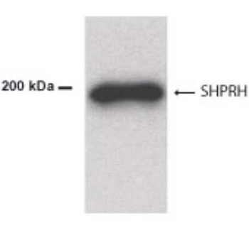 SHPRH Antibody