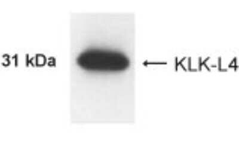 KLK13 Antibody