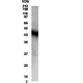 NPFF1 Antibody