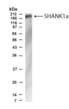 SHANK1a Antibody