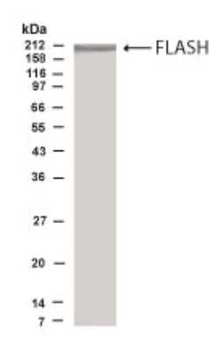 FLASH Antibody