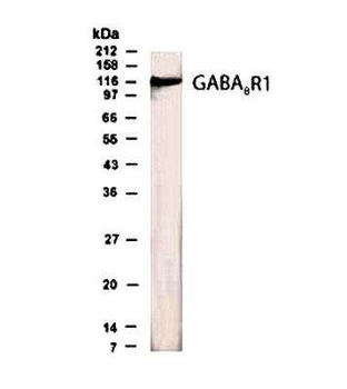 GABABR1b Antibody