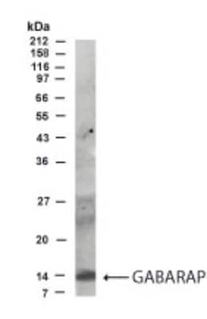 GABARAP Antibody