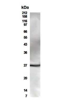 CD28 Antibody