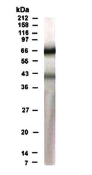 RAD17 Antibody