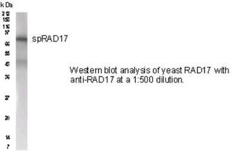 RAD17 Antibody