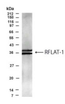 RFLAT1 Antibody