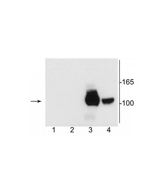 NMDA NR1 Subunit, Splice Variant C2' Antibody