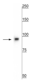 beta Catenin Antibody