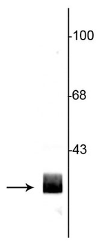 14-3-3 Protein Antibody