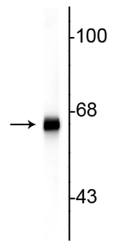 Alpha Internexin/ NF-66 Antibody