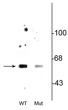 Beclin1 (Ser234) Antibody