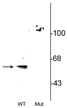 Beclin1 (Ser295) Antibody