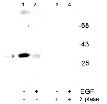 cdc2 (Tyr15) Antibody