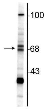 ChAT Antibody