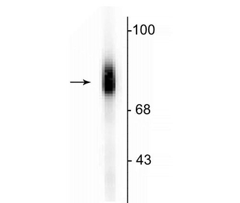 Dopamine ß-Hydroxylase, C-Terminus Antibody