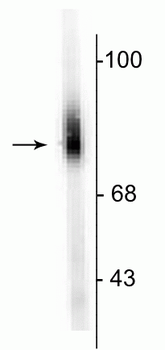 Dopamine ß-Hydroxylase, N-Terminus Antibody