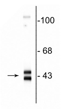 ERK/MAPK Antibody