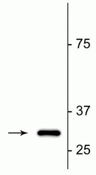 Fractin Antibody