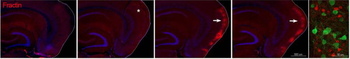 Fractin Antibody