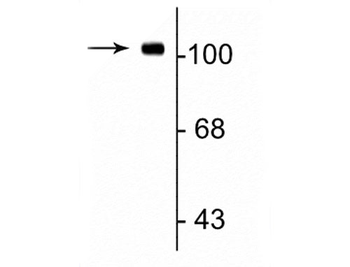 GluR1 Antibody