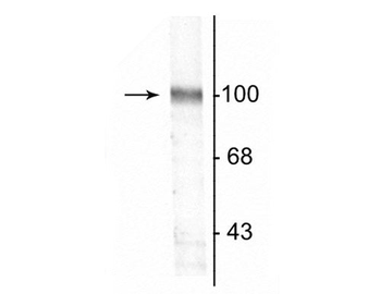 GluR2 Antibody