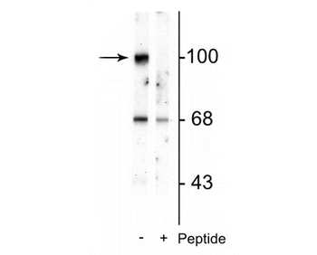 GluR2-subunit (Ser880) Antibody