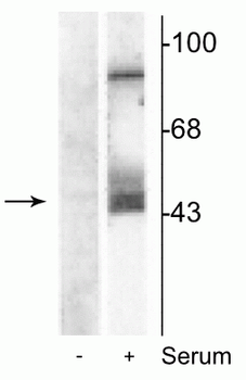 MEK1/2 (Ser218,222) Antibody
