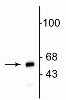 Mitochondria Antibody