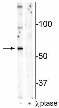 Munc18-1 (Ser241) Antibody
