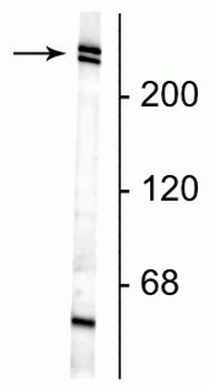 Nestin Antibody
