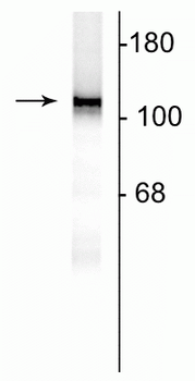 NMDA NR1 Subunit Antibody